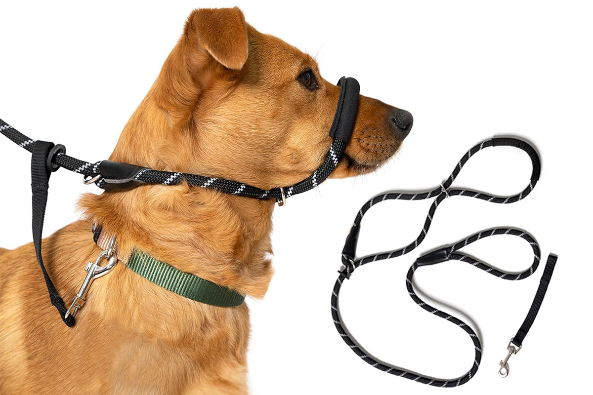 Black Dog Lead with Padded Nose Loop Anti-Pull Training Leash for Medium and Large Dogs