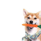 10Pcs Pet Chew Rope Toy