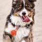 Dog Collar Light Rechargeable LED Water Resistance with 4 Modes for Night Walking