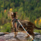 Cat Adjustable Harness and Leash Set