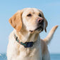 2Pcs Waterproof Dog Collar Holder for Apple AirTag Silicone Air Tags Case