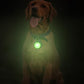 Dog Collar Light Rechargeable LED Water Resistance with 4 Modes for Night Walking
