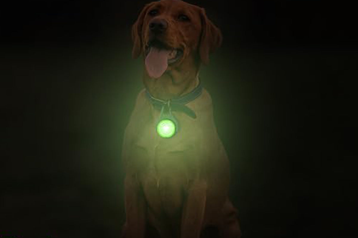 Dog Collar Light Rechargeable LED Water Resistance with 4 Modes for Night Walking