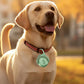 Dog Collar Light Rechargeable LED Water Resistance with 4 Modes for Night Walking
