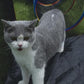 Outdoor Rainbow Cat Enclosures Playground Circle Cat Playpen Tunnel Catio Outside House For Cats