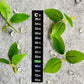 10Pcs Aquarium Thermometer Fish Tank Stickers Temperature Strip Dual Scale Stickers