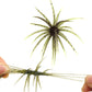 2 PCS Lifelike Floating Sea Urchin Soft Bait with Glitter Tentacle Creature Lure for Fishing