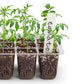 5Pcs Seed Trays 12 Cells Seed Starter Kit for Seeds Growing Starting