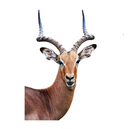 Cute Animals Window Decor Wall Stickers Funny Gazelle Wall Decals