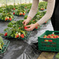 10 Pack Strawberry Plant Support Reusable Garden Trellis Plant Holder