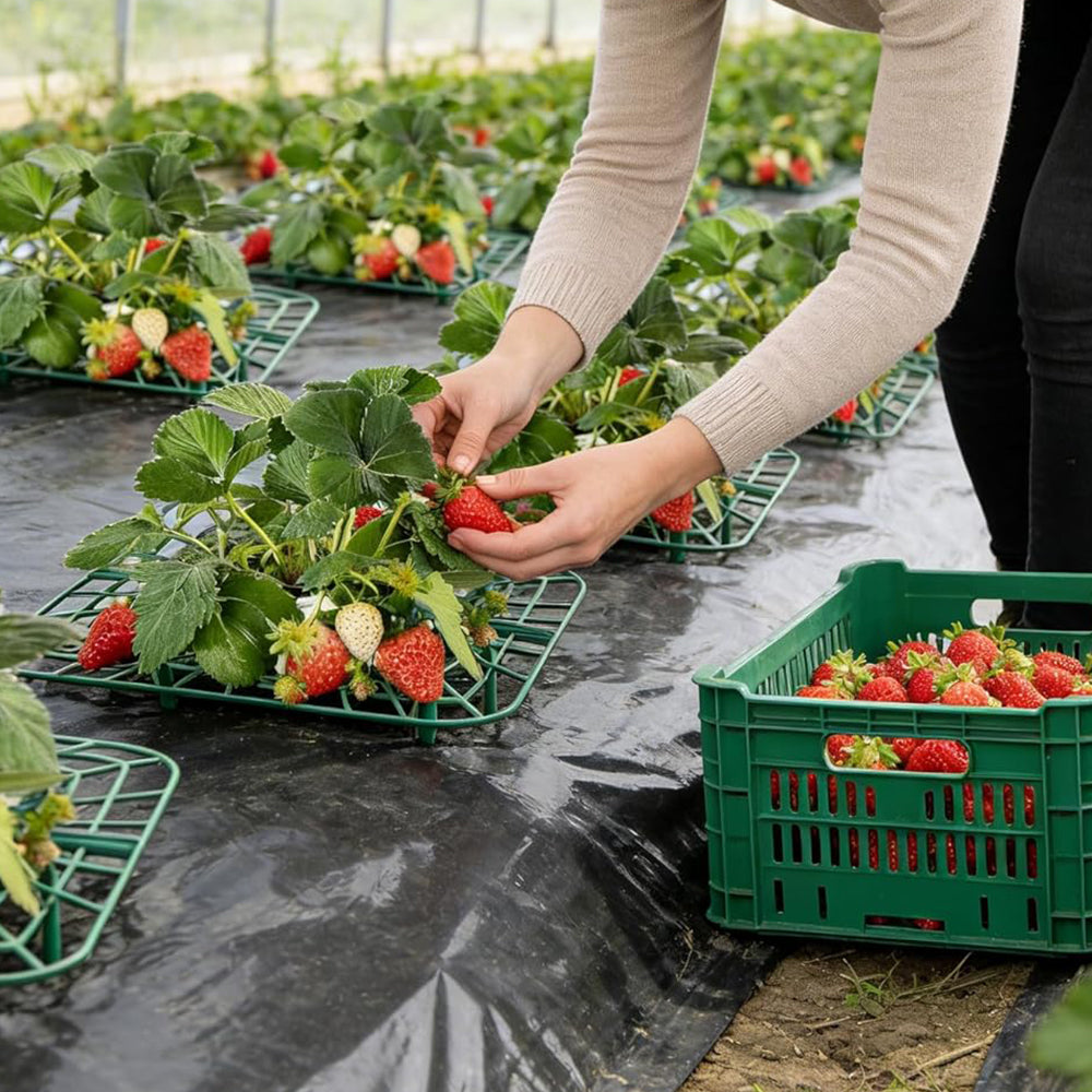 10 Pack Strawberry Plant Support Reusable Garden Trellis Plant Holder