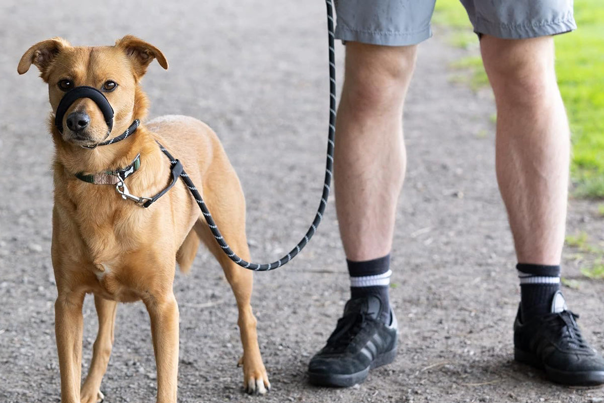 Black Dog Lead with Padded Nose Loop Anti-Pull Training Leash for Medium and Large Dogs