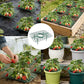 10 Pack Strawberry Plant Support Reusable Garden Trellis Plant Holder