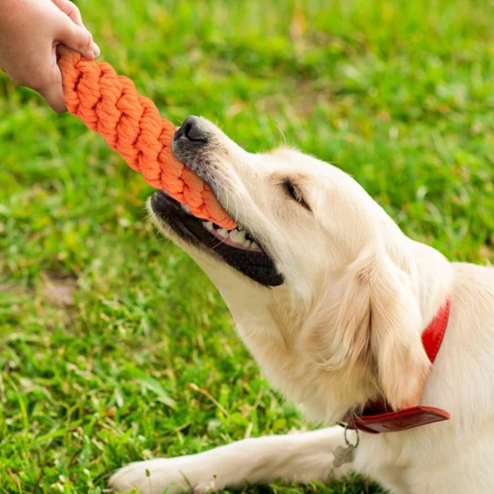 10Pcs Pet Chew Rope Toy