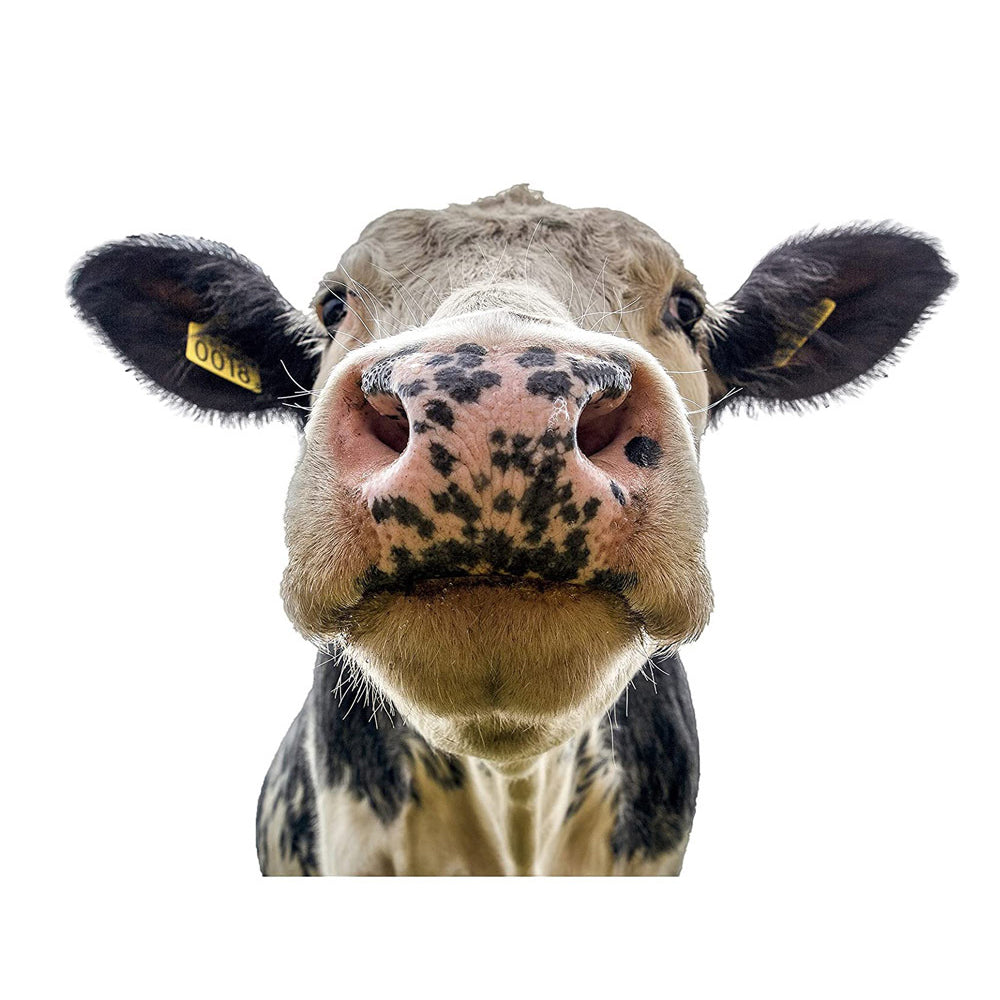 Cute Animals Window Decor Wall Stickers Funny Cow Wall Decals