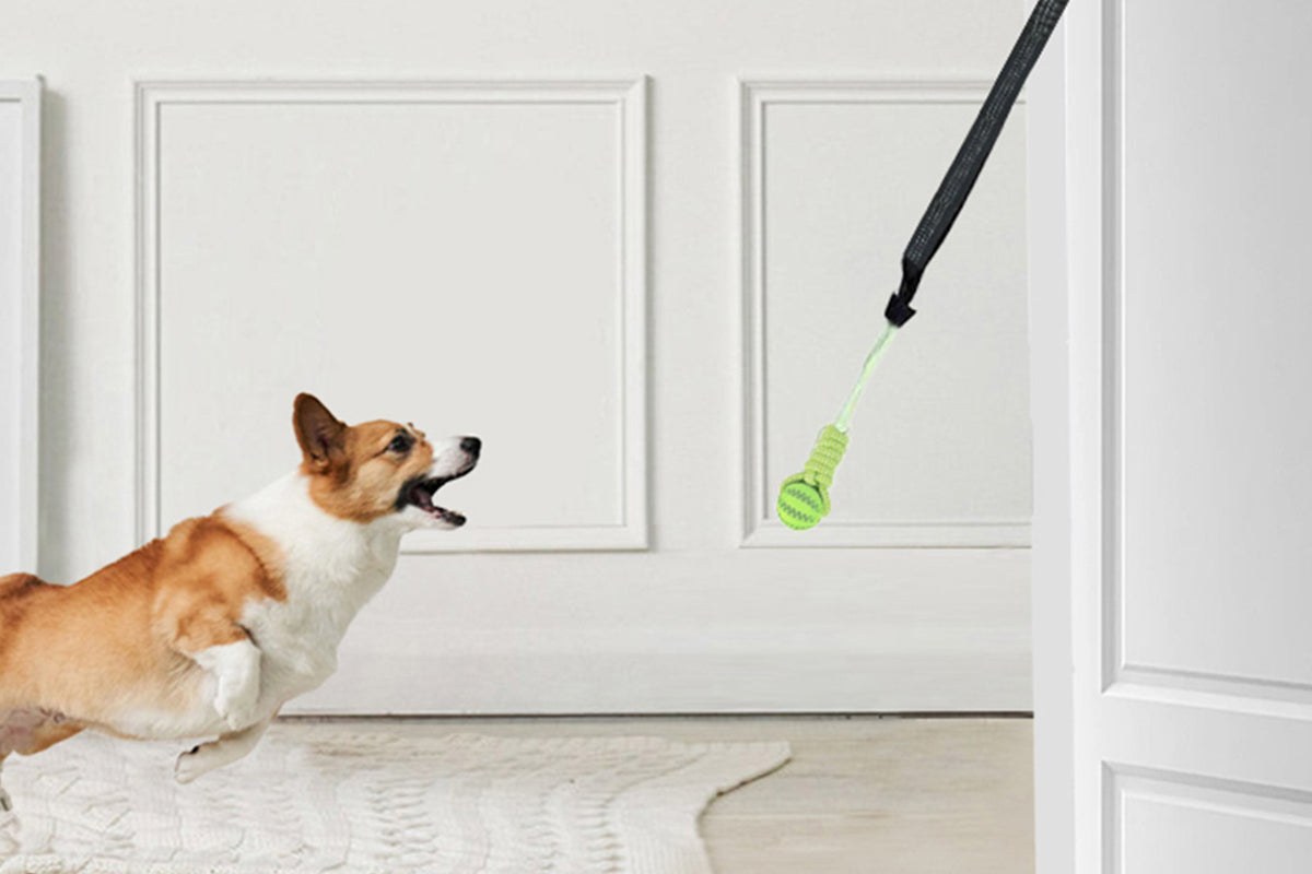 Interactive Dog Rope Toy with Elastic Bungee and Chew Ball for Indoor Outdoor Play