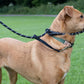 Black Dog Lead with Padded Nose Loop Anti-Pull Training Leash for Medium and Large Dogs