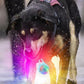 Dog Collar Light Rechargeable LED Water Resistance with 4 Modes for Night Walking
