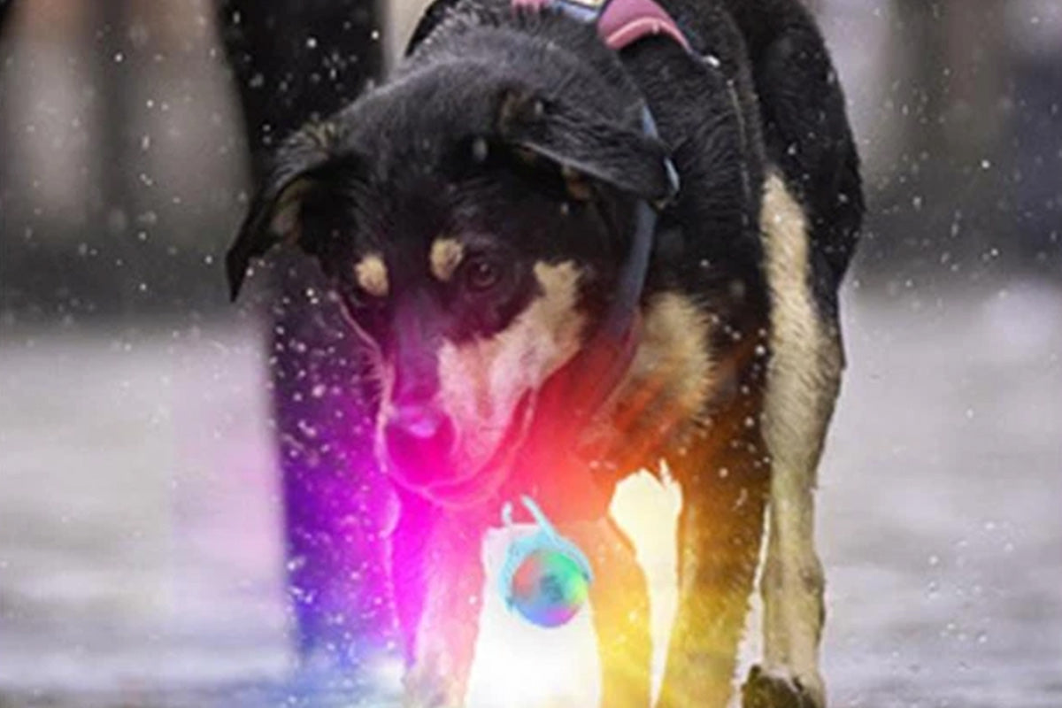 Dog Collar Light Rechargeable LED Water Resistance with 4 Modes for Night Walking