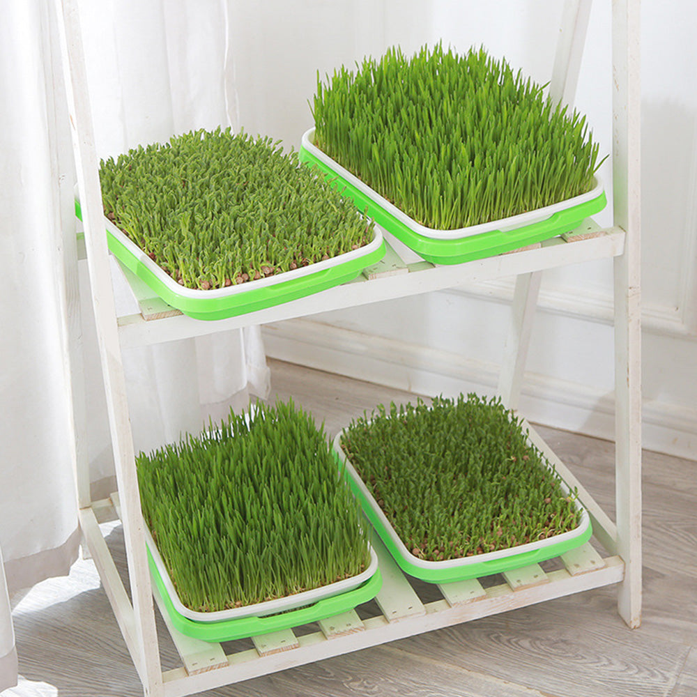 5 Pack Seed Sprouter Trays for Microgreens Soil-Free Growing with Drain Holes
