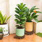 2 Pack Plant Stand Plant Caddy with 360 Degree Lockable Wheels