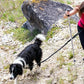 2 in 1 Hands Free Running Dog Leash for Walking Jogging