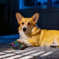 Interactive Dog Ball Toy Smart Moving Bouncing Dog Ball with LED Lights for Dogs Puppies