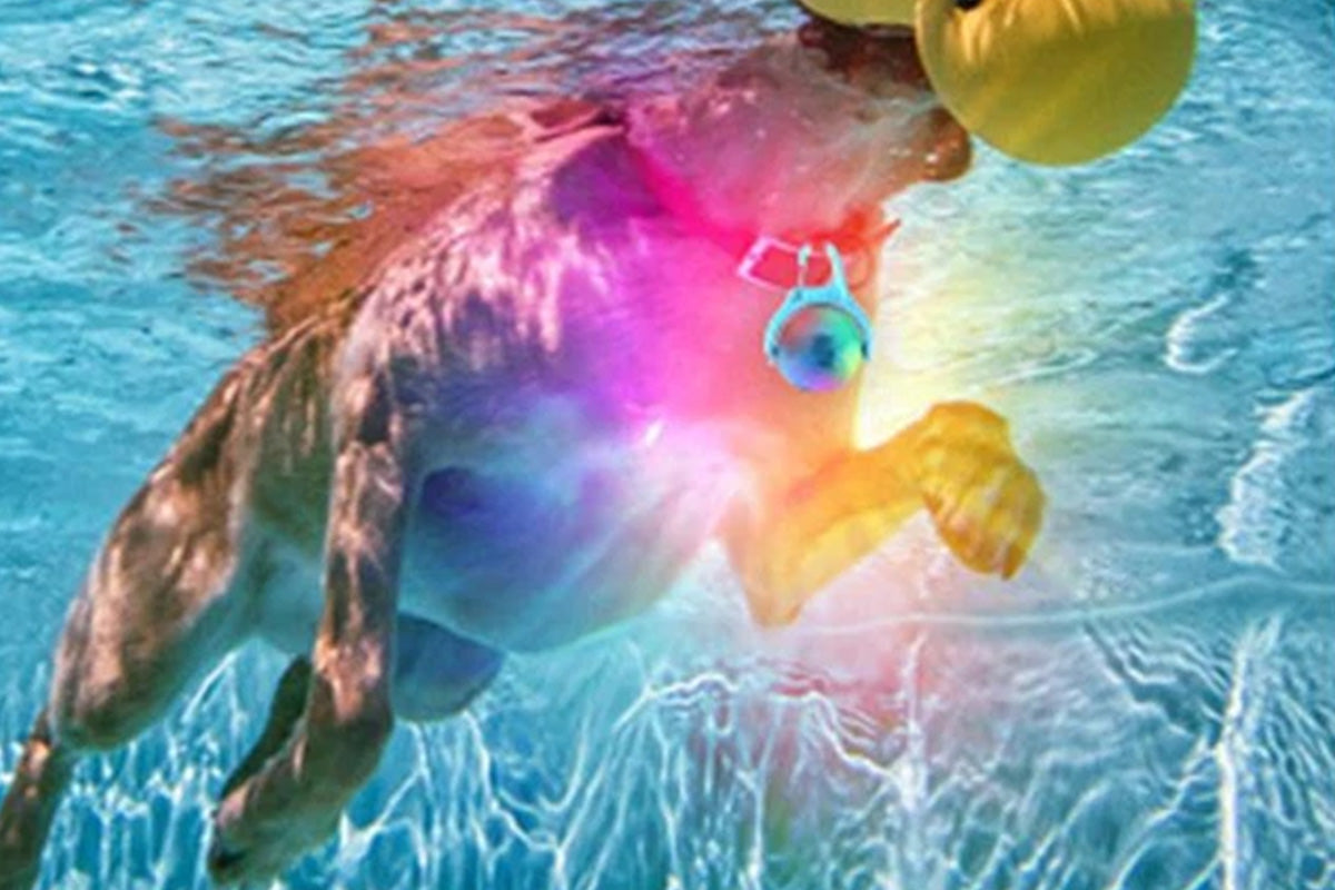 Dog Collar Light Rechargeable LED Water Resistance with 4 Modes for Night Walking