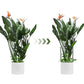 6PCS Plant Supports Stakes Half Round Garden Stakes Plant Support Green Plant Support Ring Border