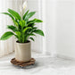 2 Pack Plant Stand Plant Caddy with 360 Degree Lockable Wheels