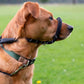 Black Dog Lead with Padded Nose Loop Anti-Pull Training Leash for Medium and Large Dogs