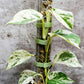 Moss Pole Plant Extension Support Tall Plant Sticks Support for Climbing Plants