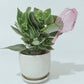 4Pcs Tulip Model Plant Watering Globes for Flower Automatic Watering