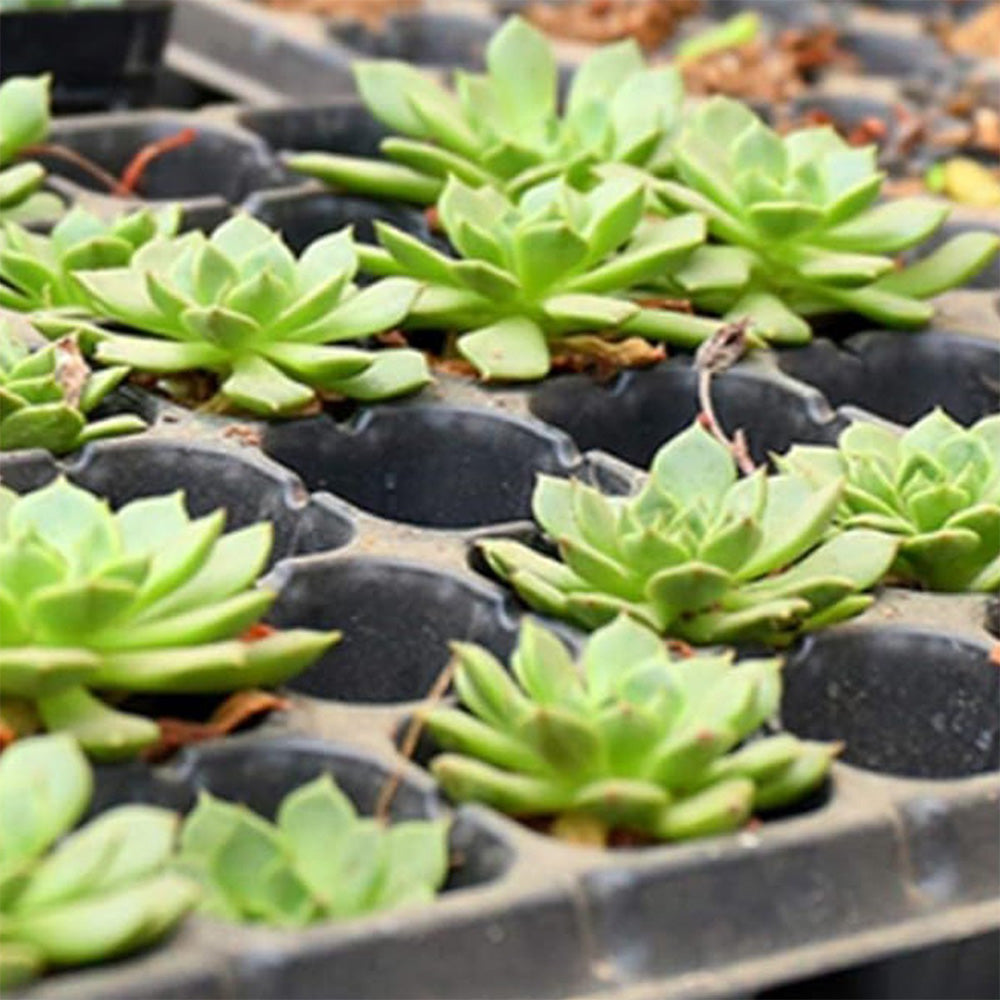 10 Pack Deep Cell Seed Starter Trays for Plant Nursery
