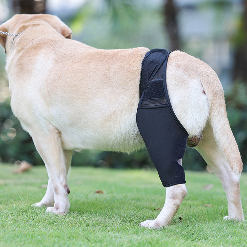 Pet Dog Knee Support Brace Leg Hock Front Back Protector Compression Wrap