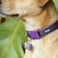 Adjustable Dog Collar with Bone Pendant Nylon Puppy Collar for Small Dogs