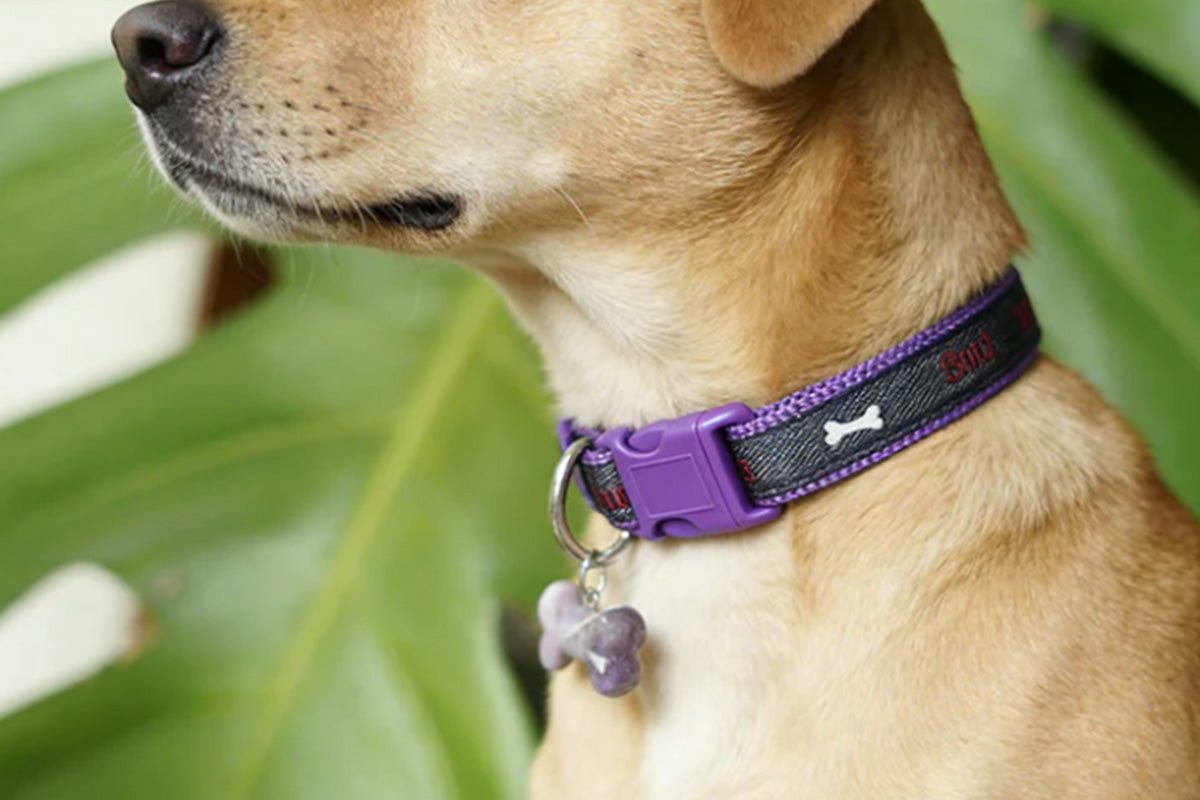 Adjustable Dog Collar with Bone Pendant Nylon Puppy Collar for Small Dogs