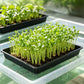 10 Pack Seedling Tray Fine Holes Plant Propagation Seedling Hydroponic Square