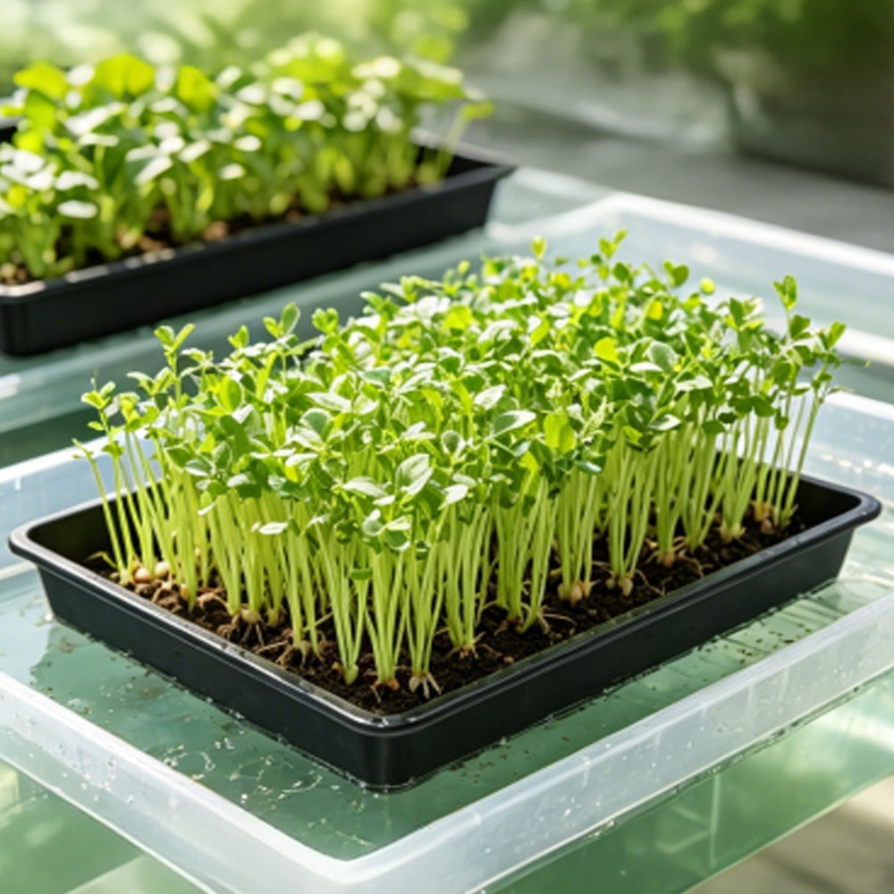10 Pack Seedling Tray Fine Holes Plant Propagation Seedling Hydroponic Square