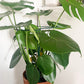 6PCS Plant Supports Stakes Half Round Garden Stakes Plant Support Green Plant Support Ring Border