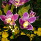 2Pcs 7 Head Solar Orchid Lamp