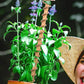 6Pcs Electroculture Garden Stake Copper Antenna for Plants