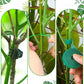 5Pcs Detachable Twig Plant Support Stakes