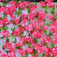4Pcs Sakura Vine Artificial Silk Hanging Garland 2.3 m for Wedding and Home Decoration