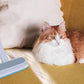 Pet Hair Remover Reusable Brush for Sofa Bed Carpet