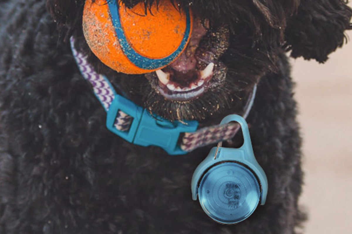 Dog Collar Light Rechargeable LED Water Resistance with 4 Modes for Night Walking