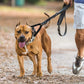 2Pcs Dual Dog Leash with One Lead Coupler Nylon Harness