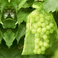 50PCS Fruit Protection Bags Green Fruit Nets Drawstring Mesh Cover Bags For Vegetable Protection