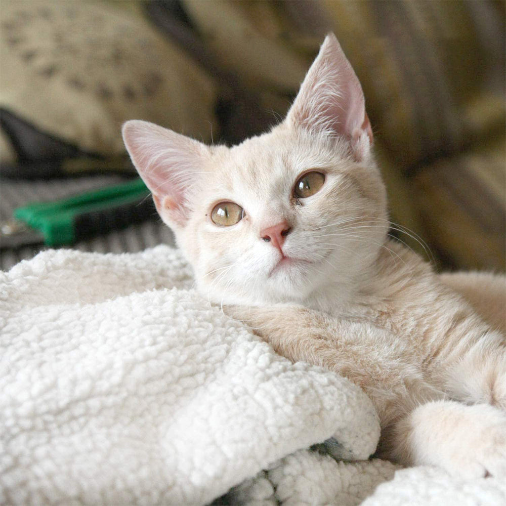 Heating Snooze Pad Pet Bed Mat for Pets Cats
