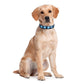 LED USB Rechargeable Flashing Pet Dog Collar for Night Security-Dog Collar